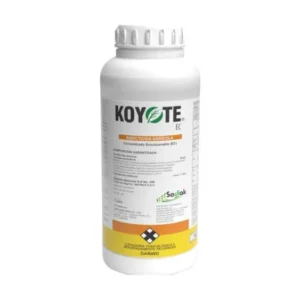 KOYOTE