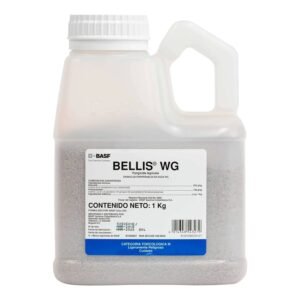BELLIS WG